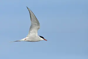 Bilder Datiert 11. Juni 2018: Arktische Sturmtaube, Sterna paradisaea