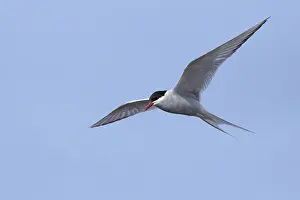 Blue Sky Bird Photos Drucke: Arctic Tern, Sterna paradisaea