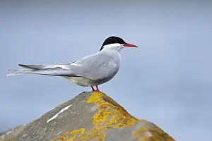 Arktische Sturmmöwe, Sterna paradisaea