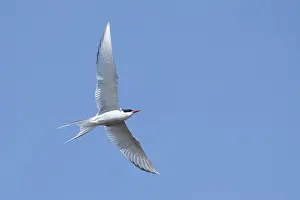 Blue Sky Wildlife Scene Drucke: Arctic Tern, Sterna paradisaea