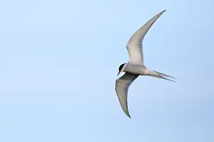 Arctic Tern Migration Drucke: Arctic Tern, Sterna paradisaea