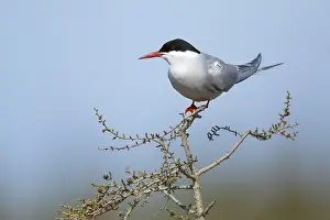 Wild Animal Photography Canada Drucke: Arctic Tern, Sterna paradisaea