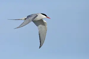 Arctic Tern Migration Drucke: Arctic Tern, Sterna paradisaea