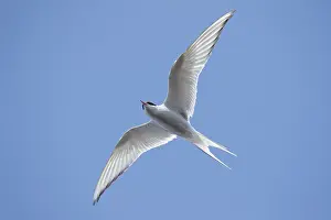 Arctic Tern Migration Drucke: Arctic Tern, Sterna paradisaea