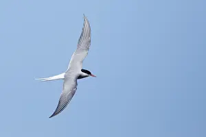 Blue Sky Wildlife Scene Drucke: Arctic Tern, Sterna paradisaea