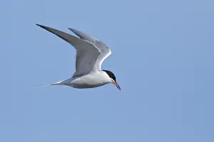 Blue Sky Background Images Drucke: Arctic Tern, Sterna paradisaea