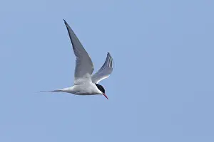 Arctic Tern In Flight Drucke: Arctic Tern, Sterna paradisaea