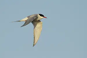 Arctic Tern In Flight Drucke: Arctic Tern, Sterna paradisaea