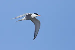 Arctic Tern In Flight Drucke: Arctic Tern, Sterna paradisaea