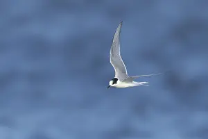 Bilder vom 10. Juni 2018: Arktische Sturmmöwe, Sterna paradisaea