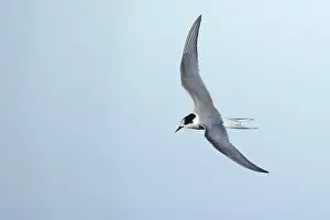 Bilder vom 10. Juni 2018: Arktische Sturmtaucher, Sterna paradisaea