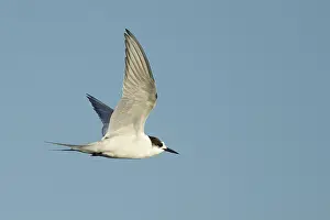 Sterna Paradisaea Images Drucke: Arctic Tern, Sterna paradisaea
