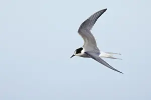 Sterna Paradisaea Images Drucke: Arctic Tern, Sterna paradisaea
