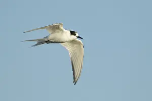 Arctic Tern Migration Drucke: Arctic Tern, Sterna paradisaea