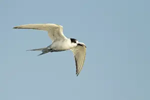Arctic Tern In Flight Drucke: Arctic Tern, Sterna paradisaea