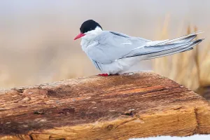 Summer Nature Photography Drucke: Arctic Tern, Sterna paradisaea