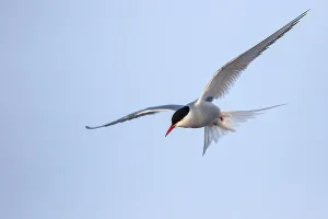 Summer Nature Scene Drucke: Arctic Tern, Sterna paradisaea