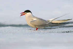 Juni Drucke: Arktische Sturmtaucher, Sterna paradisaea