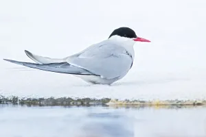 American Birds Drucke: Arctic Tern, Sterna paradisaea