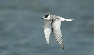 Nature Photography Netherlands Drucke: Arctic Tern, Sterna paradisaea