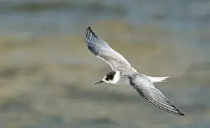 Nature Photography Netherlands Drucke: Arctic Tern, Sterna paradisaea