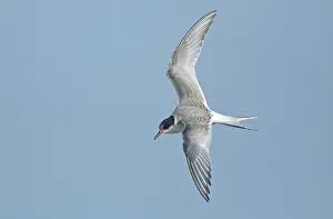 Bilder Datiert 7. November 2021: Arktische Schreibe, Sterna paradisaea.