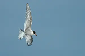 Arctic Bird Photography Drucke: Arctic Tern, Sterna paradisaea