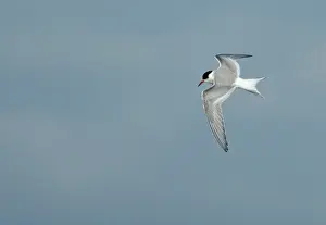 Arctic Wildlife Images Drucke: Arctic Tern, Sterna paradisaea