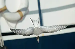 Sterna Paradisaea Images Drucke: Arctic Tern, Sterna paradisaea