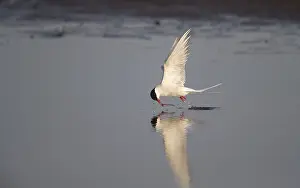 Nature Photography Denmark Drucke: Arctic Tern, Sterna paradisaea