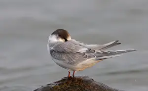 Nature Photography Denmark Drucke: Arctic Tern, Sterna paradisaea