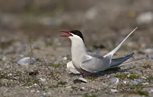 Nature Photography Denmark Drucke: Arctic Tern, Sterna paradisaea