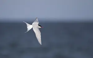 Arctic Tern In Flight Drucke: Arctic Tern, Sterna paradisaea