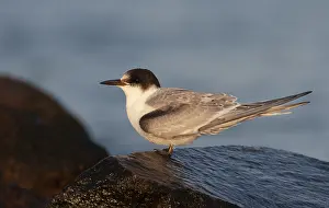 Sterna Paradisaea Images Drucke: Arctic Tern, Sterna paradisaea
