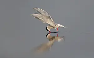Arctic Tern Migration Drucke: Arctic Tern, Sterna paradisaea
