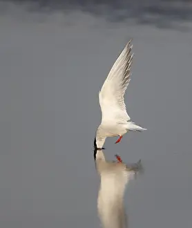 Arctic Tern In Flight Drucke: Arctic Tern, Sterna paradisaea