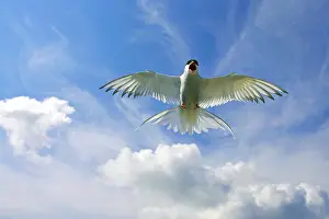Arctic Tern In Flight Drucke: Arctic Tern, Sterna paradisaea