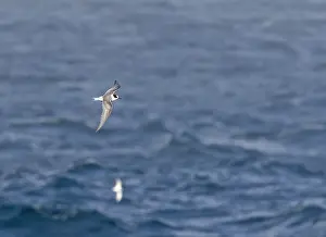 Southern Ocean Wildlife Drucke: Arctic tern, Sterna paradisaea