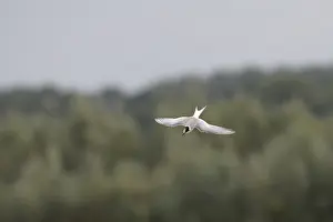 September Drucke: Arktische Sturmmöwe, Sterna paradisaea