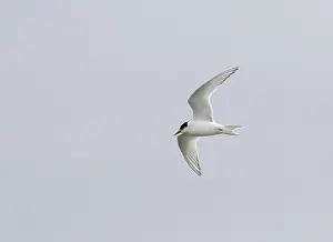 Arctic Tern Drucke: Arctic Tern, Sterna paradisaea
