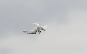 Arctic Tern In Flight Drucke: Arctic Tern, Sterna paradisaea