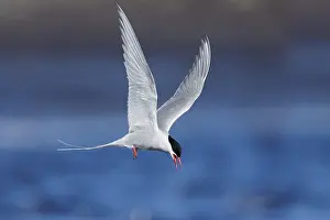 Daytime Animal Photography Drucke: Arctic Tern, Sterna paradisaea
