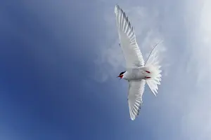 Arctic Tern Drucke: Arctic Tern, Sterna paradisaea