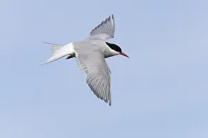 Adult Bird In Flight Drucke: Arctic Tern, Sterna paradisaea