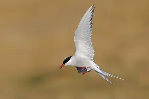 Arctic Tern Drucke: Arctic Tern, Sterna paradisaea