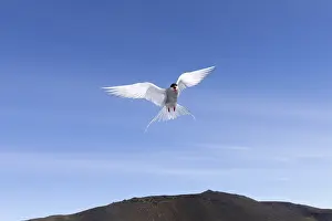 Arctic Tern Drucke: Arctic Tern, Sterna paradisaea