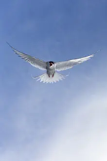 Arctic Tern Drucke: Arctic Tern, Sterna paradisaea