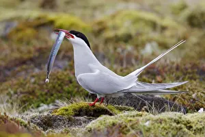 Arctic Tern Drucke: Arctic Tern, Sterna paradisaea