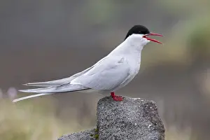 Arctic Tern Drucke: Arctic Tern, Sterna paradisaea