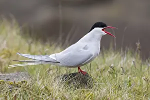 Arctic Tern Drucke: Arctic Tern, Sterna paradisaea